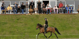 Gauksmýri horse show