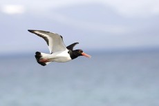 Tjaldur er algengur fugl við ströndina.
