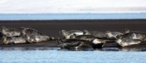 Seals