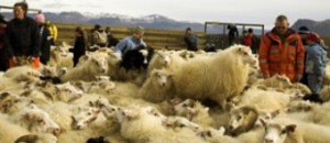 Réttir, Annual Sheep Roundup